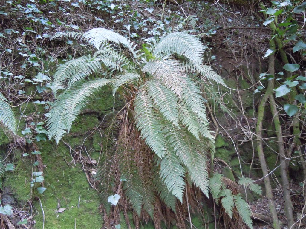 Polystichum setiferum